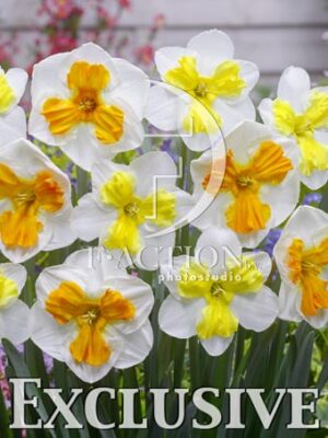 botanic stock photo Narcissus
