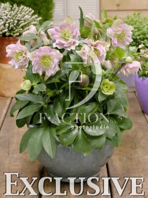 botanic stock photo Helleborus