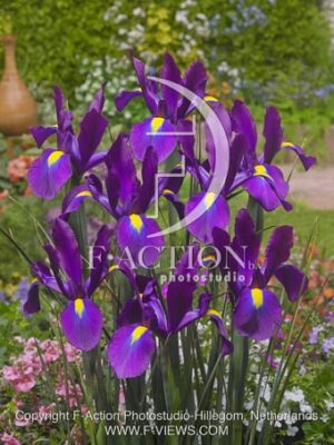 botanic stock photo Iris
