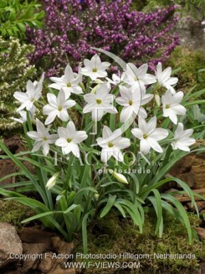 botanic stock photo Ipheion