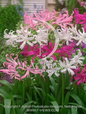 botanic stock photo Nerine
