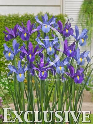 botanic stock photo Iris