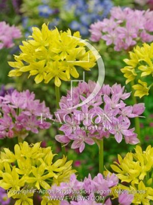 botanic stock photo Allium