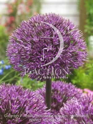 botanic stock photo Allium