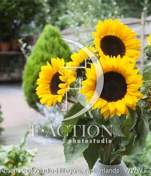 botanic stock photo Helianthus
