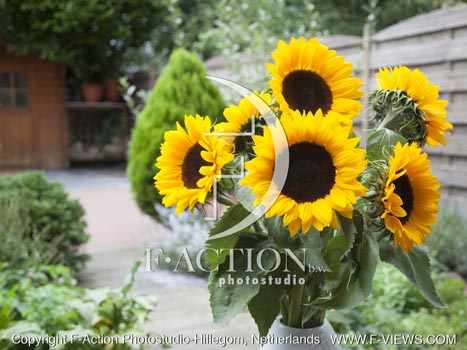 botanic stock photo Helianthus