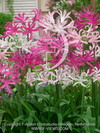 botanic stock photo Nerine