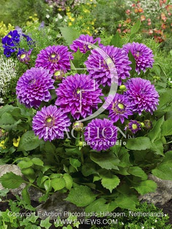 botanic stock photo Dahlia
