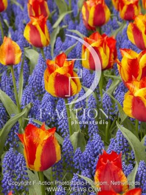 botanic stock photo Spring flowers