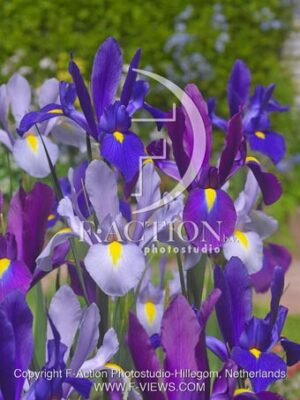 botanic stock photo Iris