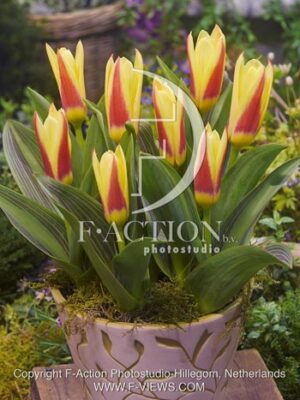 botanic stock photo Tulipa