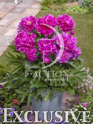 botanic stock photo Paeonia