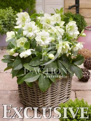 botanic stock photo Helleborus