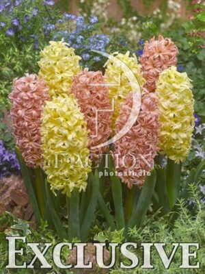 botanic stock photo Hyacinthus