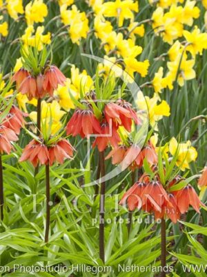 botanic stock photo Fritillaria
