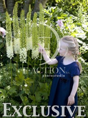 botanic stock photo Eremurus