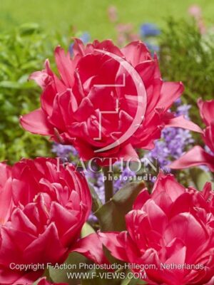 botanic stock photo Tulipa
