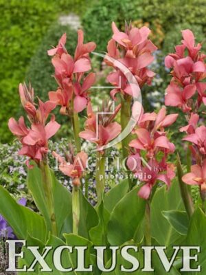 botanic stock photo Canna