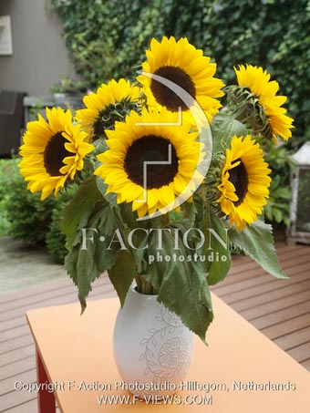 botanic stock photo Helianthus