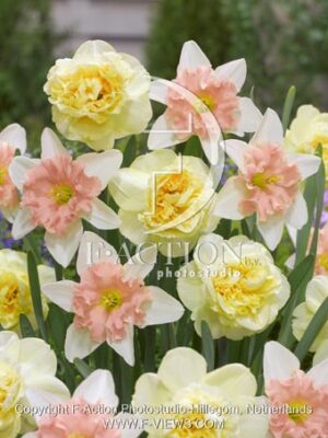 botanic stock photo Narcissus