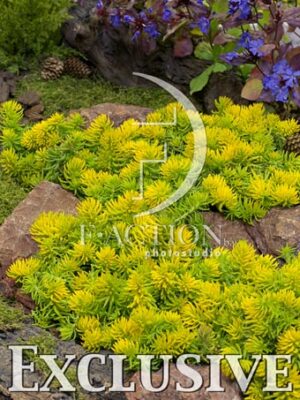 botanic stock photo Sedum
