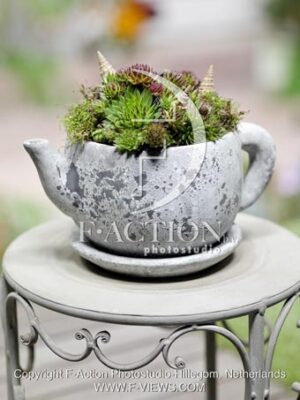 botanic stock photo Sempervivum