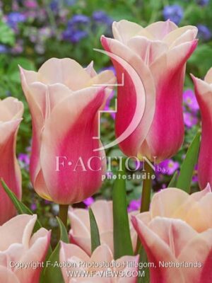 botanic stock photo Tulipa