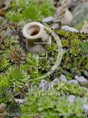 botanic stock photo Sempervivum