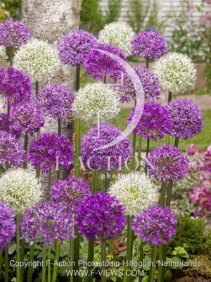 botanic stock photo Allium