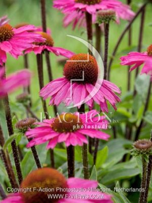 botanic stock photo Echinacea