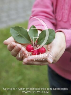 botanic stock photo Gaultheria