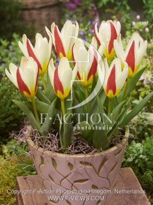 botanic stock photo Tulipa