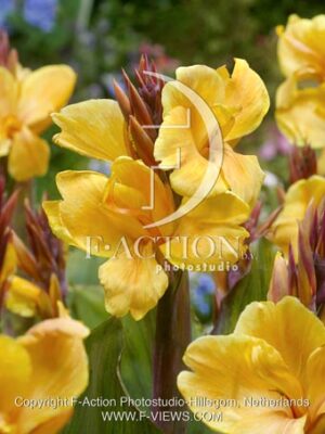 botanic stock photo Canna