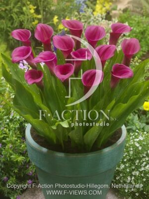 botanic stock photo Zantedeschia