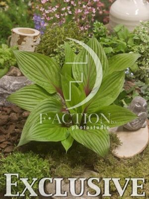 botanic stock photo Hosta