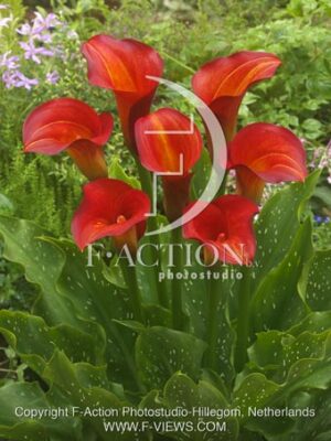 botanic stock photo Zantedeschia