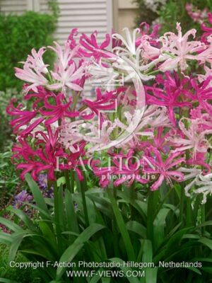 botanic stock photo Nerine