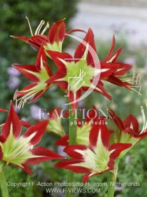 botanic stock photo