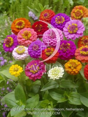 botanic stock photo Zinnia