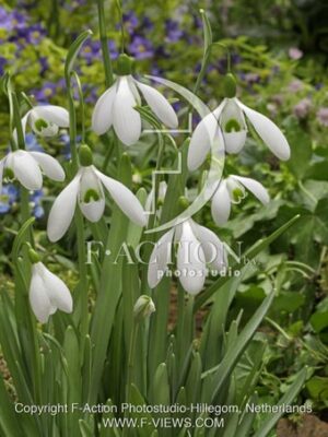 botanic stock photo Galanthus