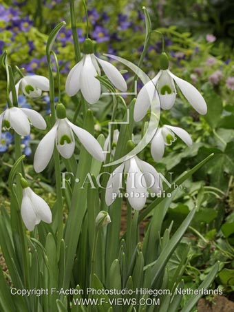 botanic stock photo Galanthus