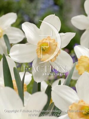 botanic stock photo Narcissus