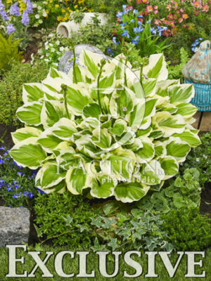 botanic stock photo Hosta