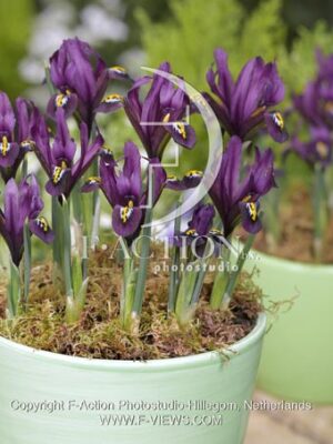 botanic stock photo Iris reticulata