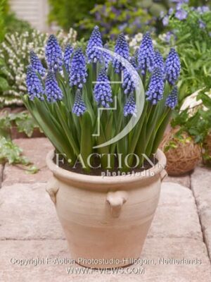botanic stock photo Muscari