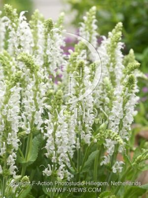 botanic stock photo Salvia