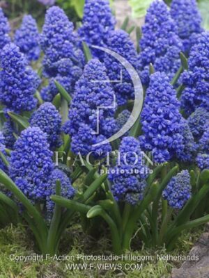 botanic stock photo Muscari