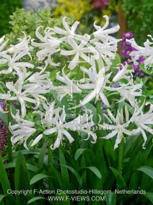 botanic stock photo Nerine