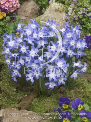 botanic stock photo Chionodoxa
