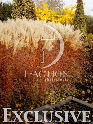 botanic stock photo Miscanthus